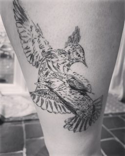 A pair of starlings, inspired by The Lost Words by @robgmacfarlane. This is just the first phase, with text to be added. 
This was a change for me as I reverted back to ‘old school’ ink and paper for the design (as I have always drawn digitally for tattoo designs), and I’m so happy with how it turned out. I feel it gives a more organic, authentic image. It’s definitely the start of something new and exciting for me. 🖊️ 
If you like my work and want to support a wee local business, please share with anyone you think may be interested. 🫶
