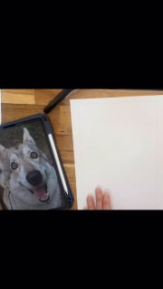 This is Cody. I drew him for my sister in law’s birthday @kikomuku 
He seems to approve. 🐾 (watch to the end👆🏻)
.
.
.
.
.
.
#petportrait #inkart #inkartist